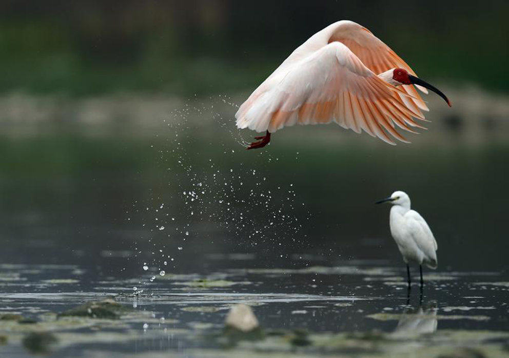 陕西省湿地总面积约30.81万公顷 湿地鸟